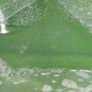 画像4: グリンスと同じ有効成分 お肌の事を考えた薬用ソープ 5種類の保湿成分配合  薬用泡 NOTクリーンズ 300ml 10本セット 泡ポンプ 医薬部外品 殺菌成分イソプロピルメチルフェノール 新発売期間限定価格 (4)